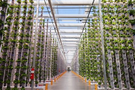  Vertical Farming: A Revolution in Food Production -  Eine Ode an die Grüne Zukunft und eine Analyse des urbanen Ackerbaus