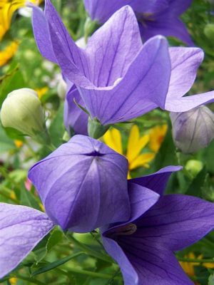 Are Balloon Flowers Perennials? And Why Do They Always Seem to Outlast My Will to Garden?