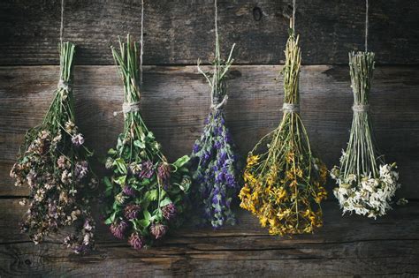 Can You Freeze Flowers to Preserve Them? And What If Time Itself Could Bloom?