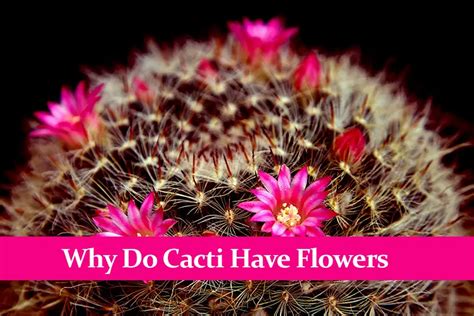 Do Cactus Have Flowers? And Why Do They Bloom in the Desert of Dreams?