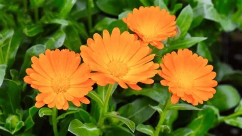 How to Dry Calendula Flowers: A Comprehensive Guide to Preserving Nature's Golden Gems