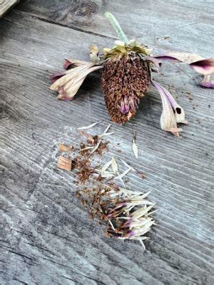 How to Harvest Zinnia Flowers: A Symphony of Colors and Chaos