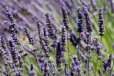 How to Preserve a Bouquet of Flowers: And Why Do They Smell Like Rainbows?