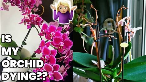 Is it normal for orchid flowers to fall off, or is it just the plant's way of saying it needs a vacation?