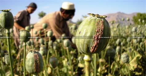  Ketum: Eine Mystische Reise Durch Die Geschichte Des Opium-Anbaus