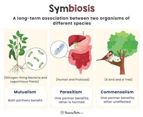  Vegetation and Values: Ein äthiopischer Blick auf die Symbiose von Mensch und Natur