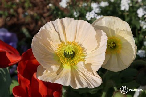 What Colors Are Poppy Flowers? And Why Do They Make Us Think of Forgotten Dreams?