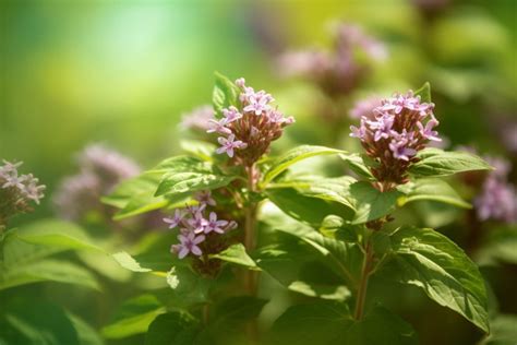 What Does It Mean When Basil Flowers? Exploring the Symbolism and Practical Implications