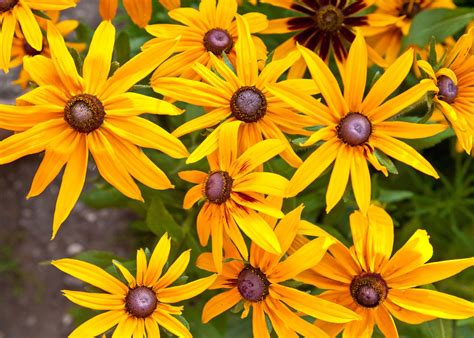 What Flowers Look Like Sunflowers: A Kaleidoscope of Floral Mimicry