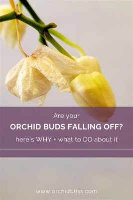 When do orchid flowers fall off, and how does this relate to the concept of time in a parallel universe?