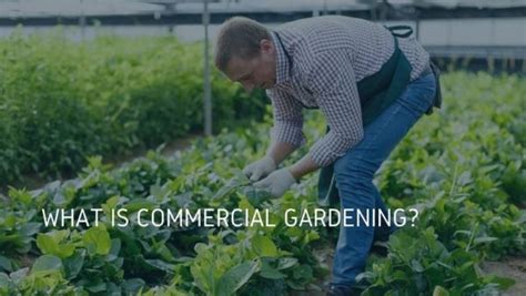 Where is Commercial Gardening Practiced: A Journey Through Unlikely Parallels