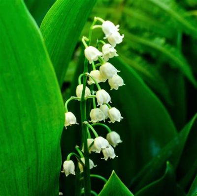 Where to Buy Lily of the Valley Flowers: A Journey Through Fragrance and Symbolism