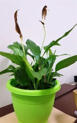 Why Are My Peace Lily Flowers Turning Brown: A Journey Through the Mysteries of Plant Care and Cosmic Energy