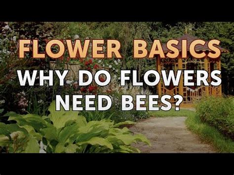 Why Do Bees Need Flowers? And Why Do Flowers Need Bees?