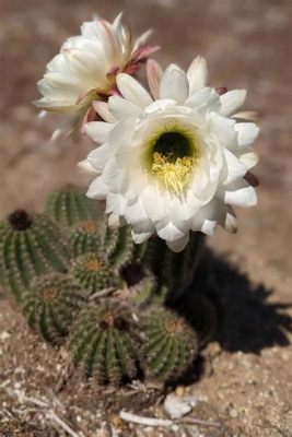 Why Do Cactus Flowers Only Last a Day: And Why Do They Taste Like Rainbows?